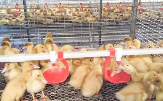 養(yǎng)鴨場(chǎng)老板：熱泵供暖溫度高，費(fèi)用比燒煤還??！